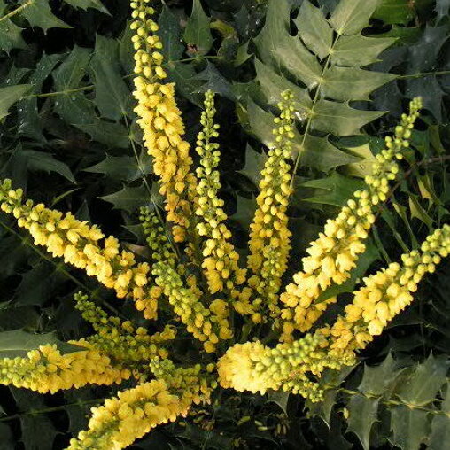 Mahoniestruik bloem